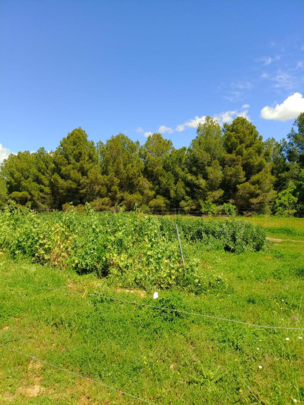Apartment With Private Pool And Garden San Martín Sarroca エクステリア 写真